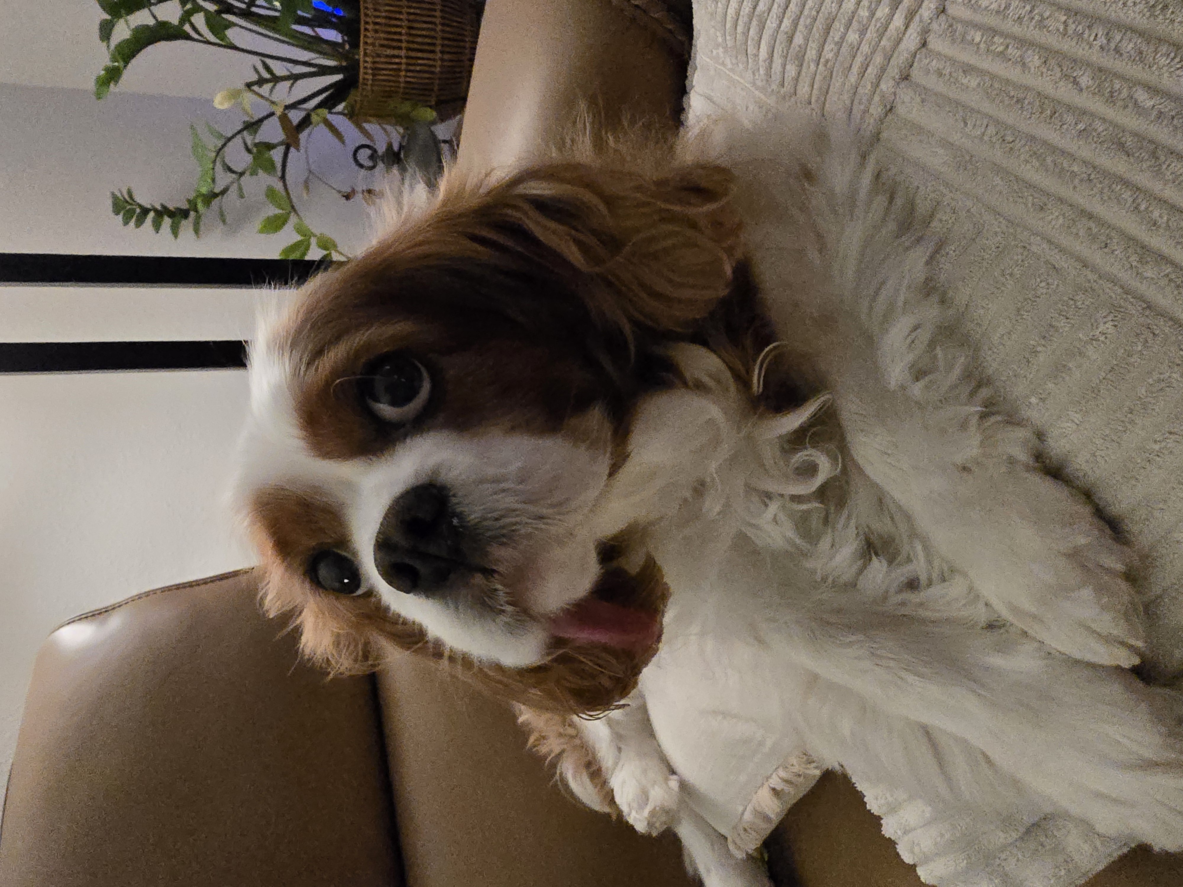 Pet