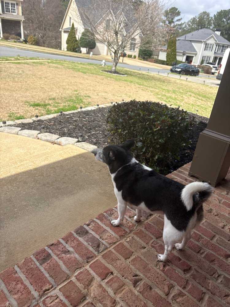 Pet