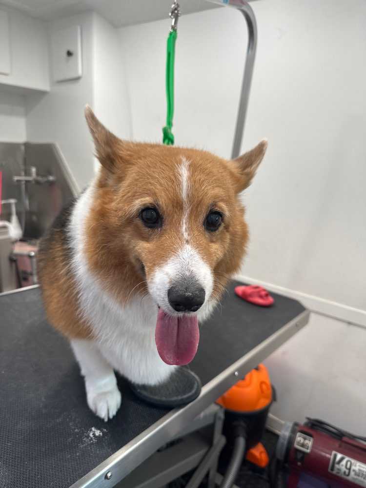 Bella