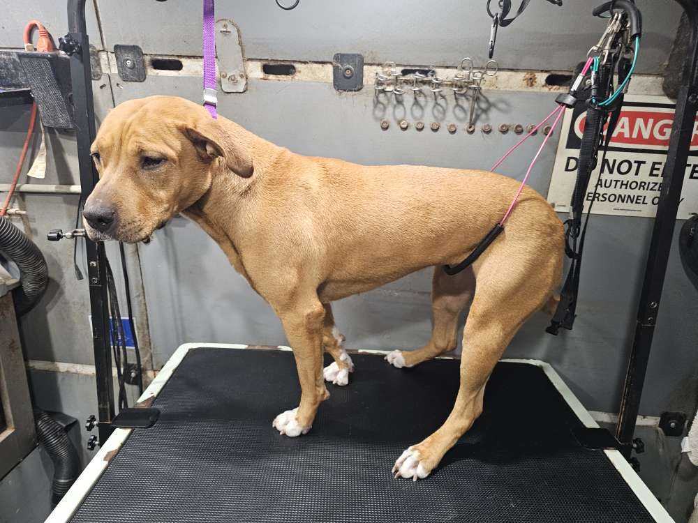 Dog Pet Photo