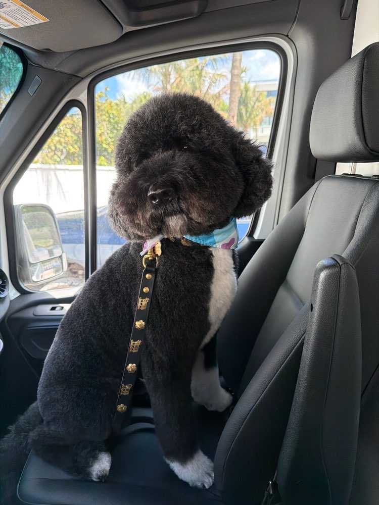 Gus