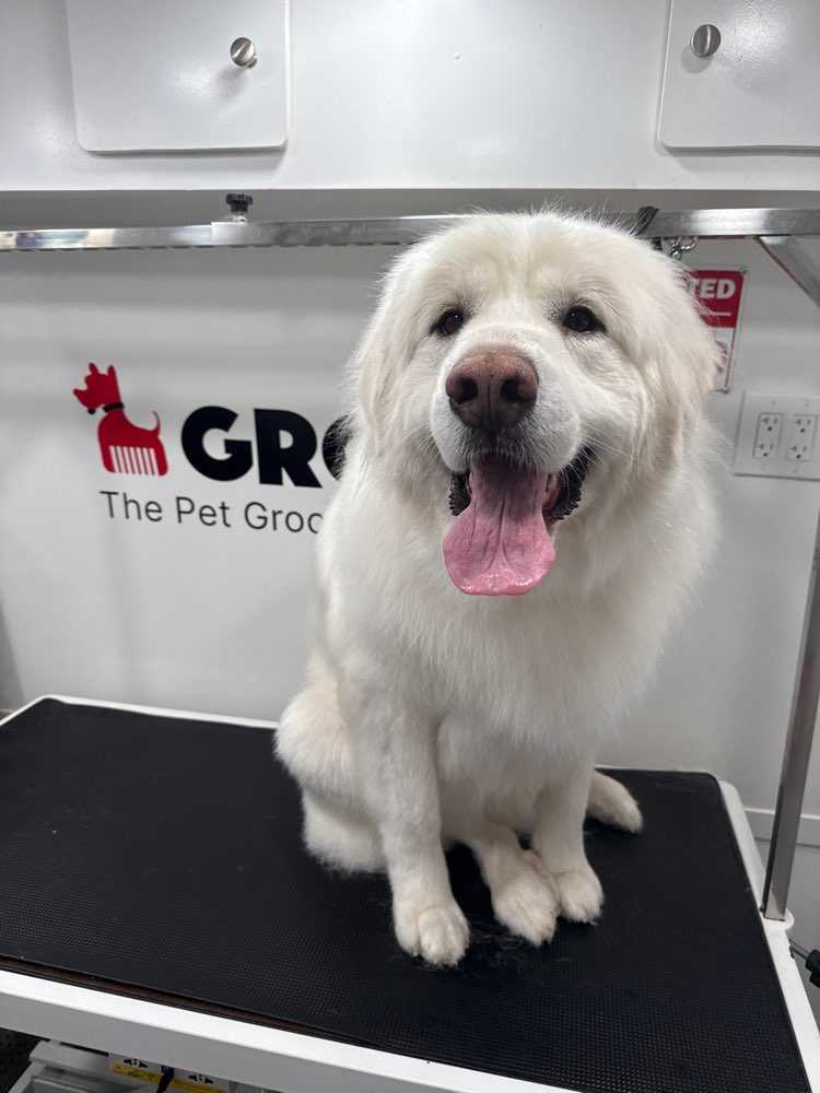 Dog Pet Photo