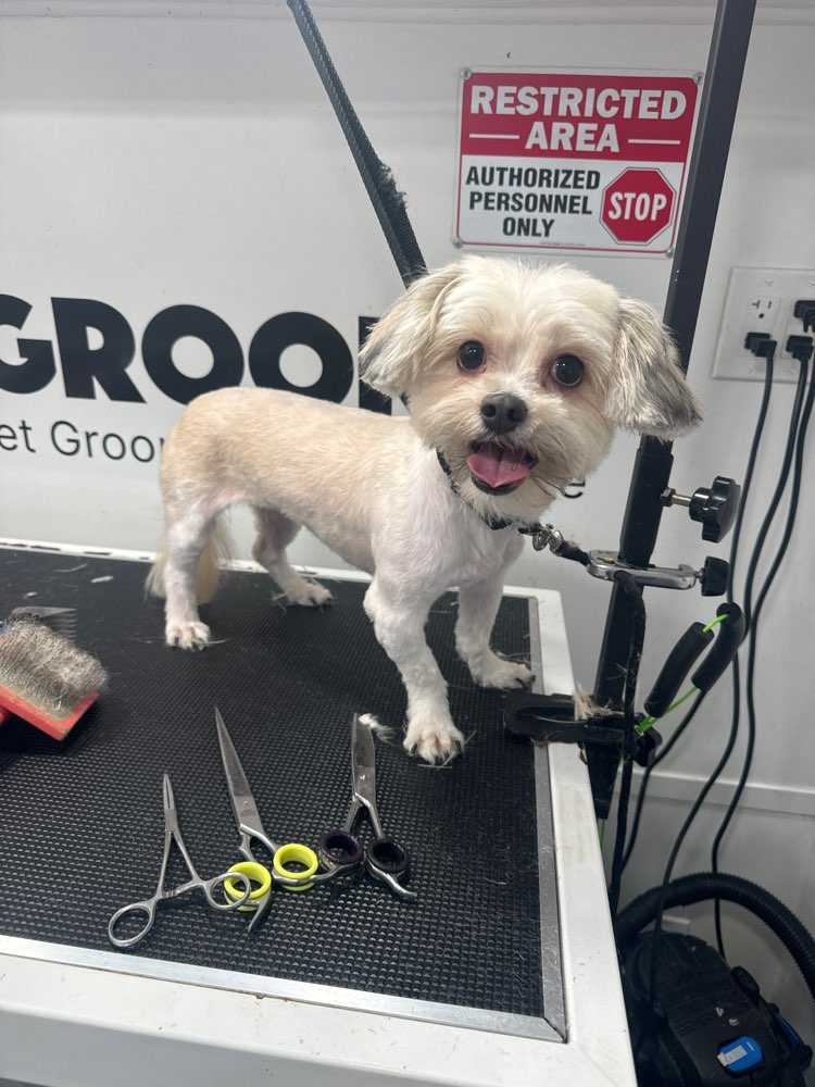 Dog Pet Photo