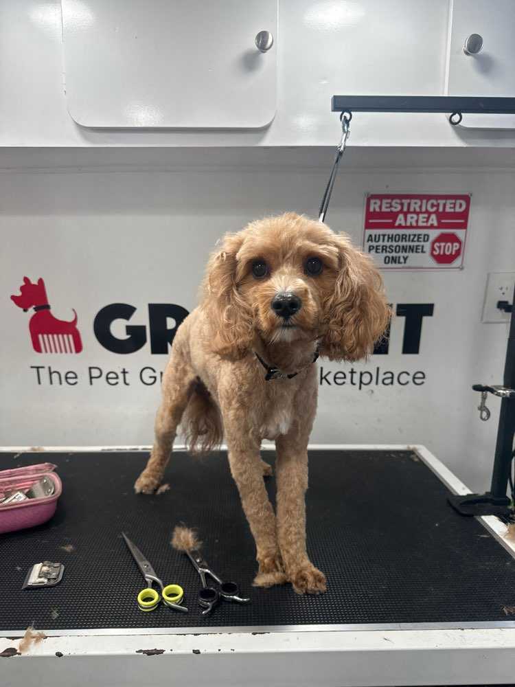 Dog Pet Photo