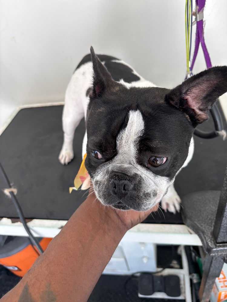 Pet
