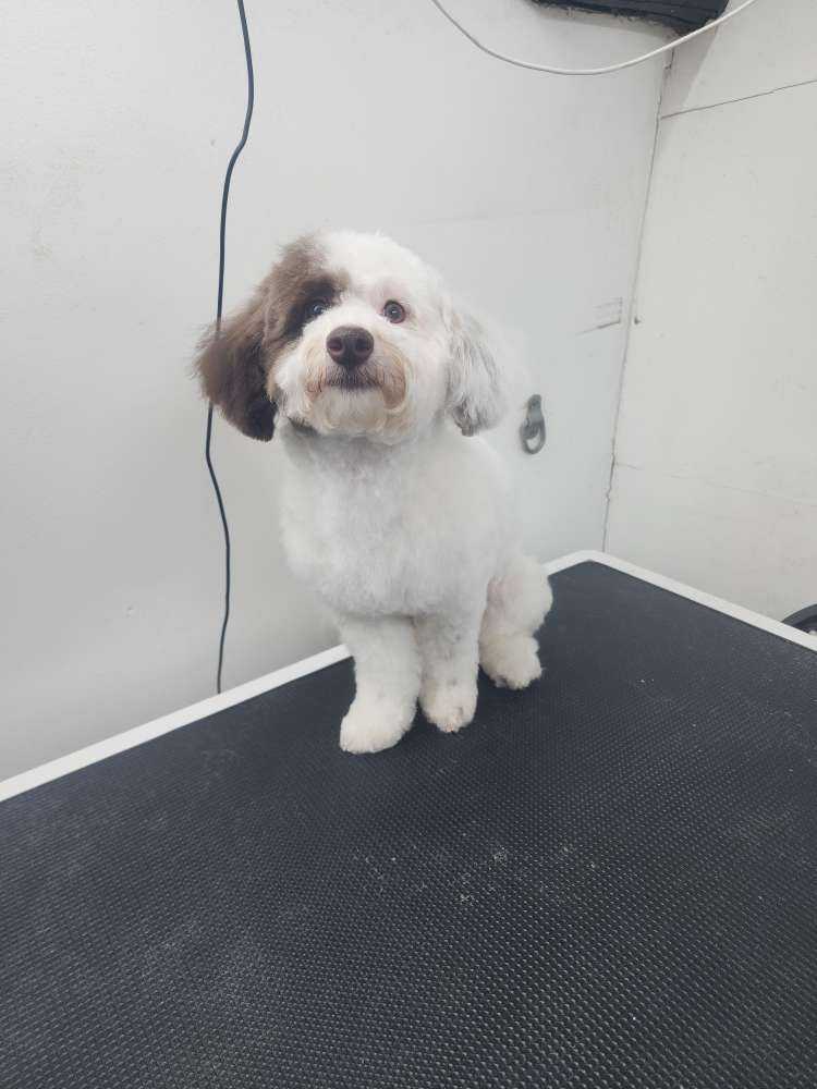 Pet