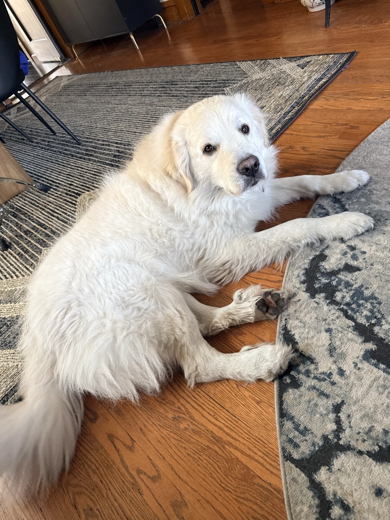 Pet