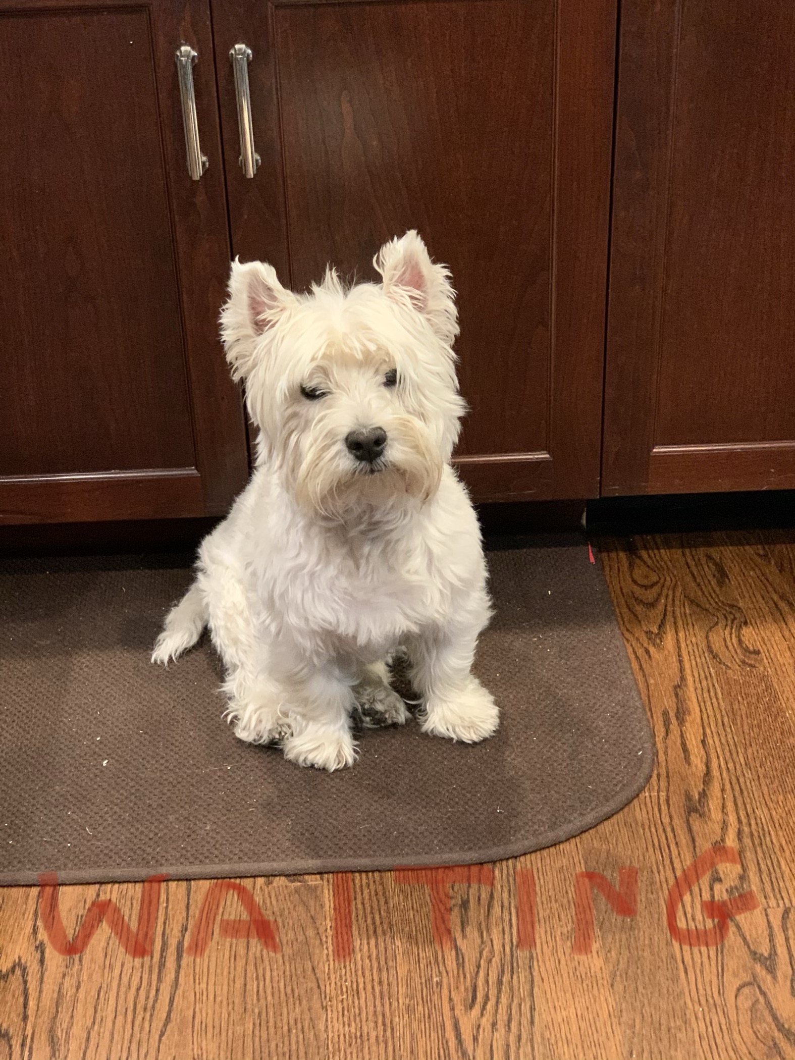 Otto