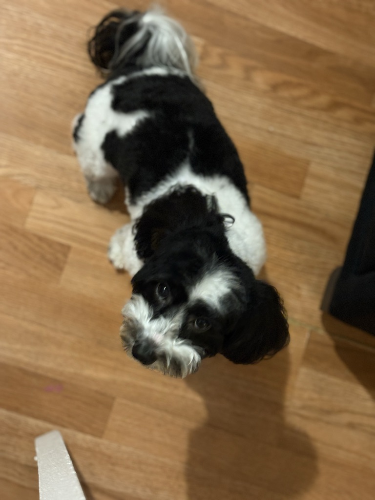Dog Pet Photo