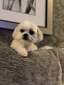Gemma