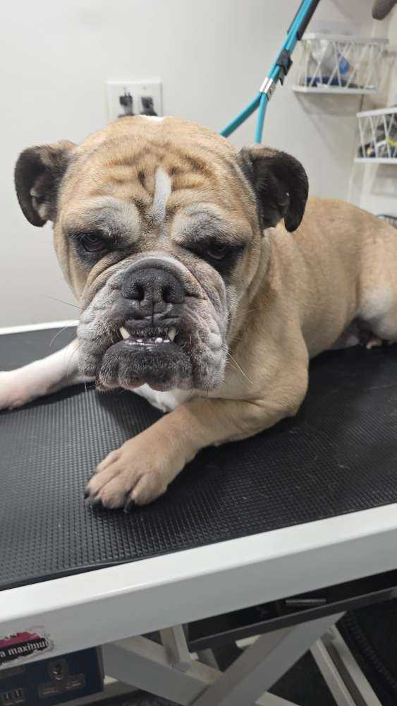 Lola