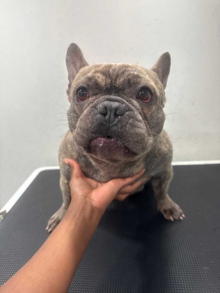 Dog Pet Photo