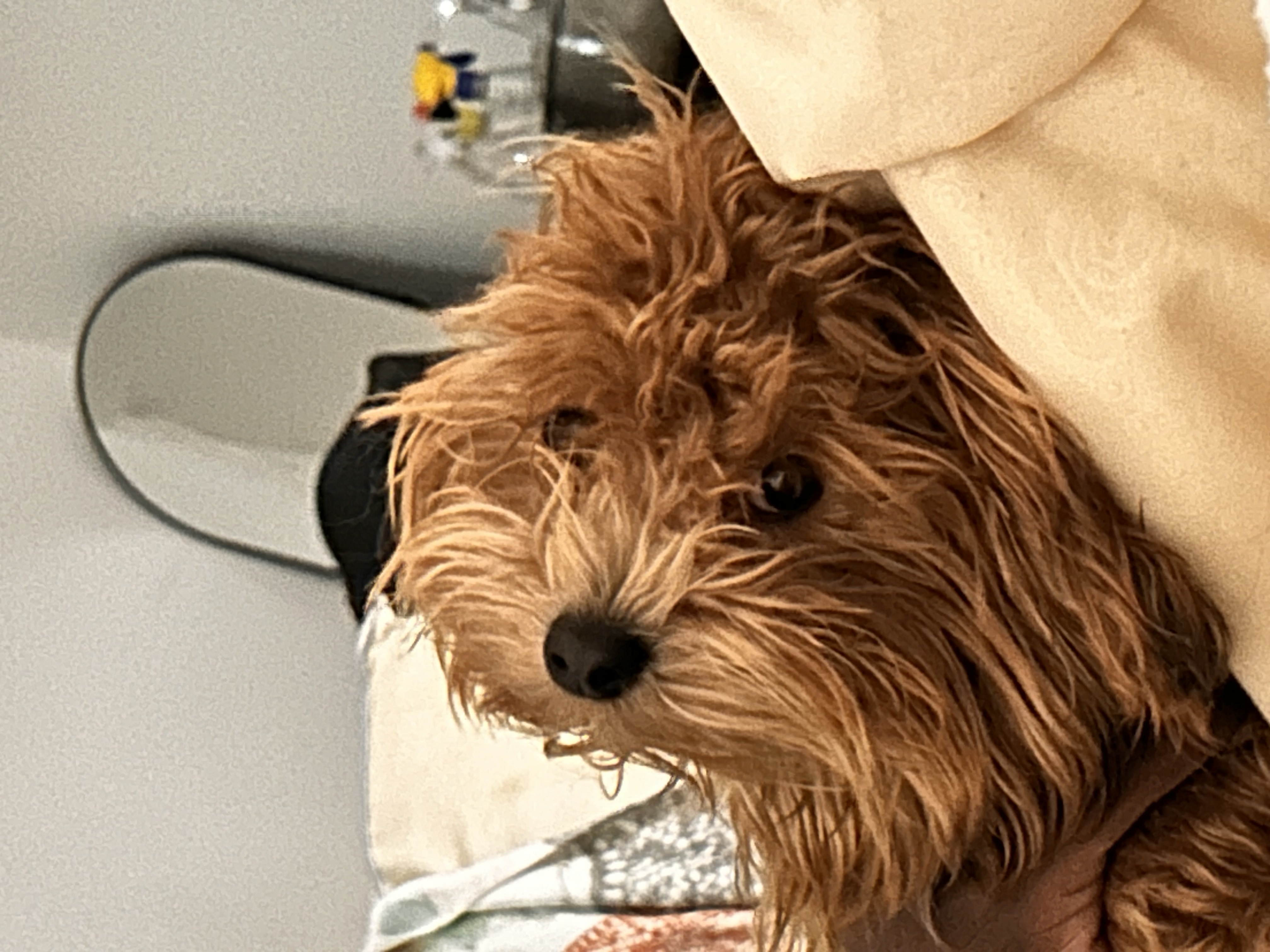 Dog Pet Photo
