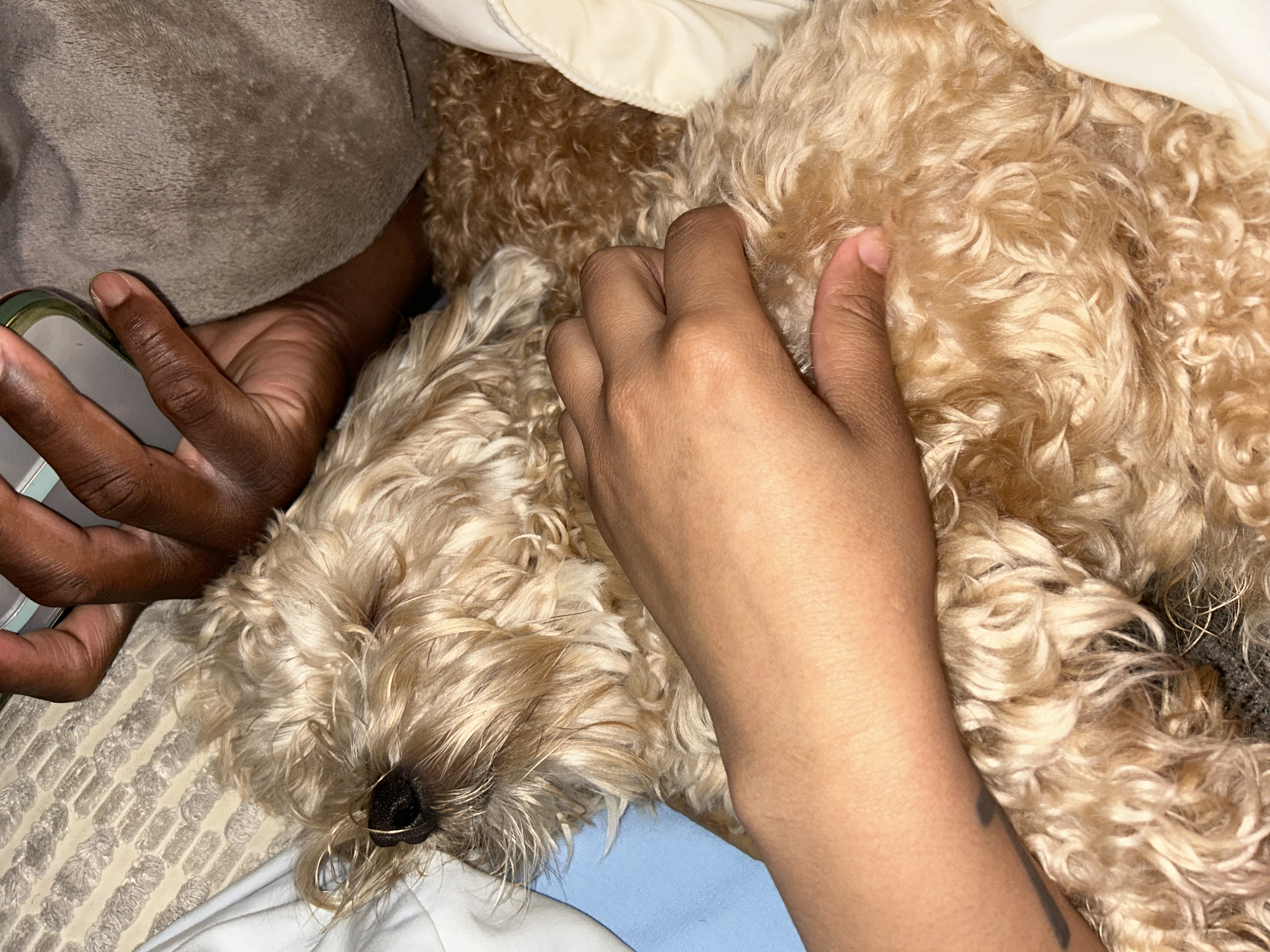 Pet