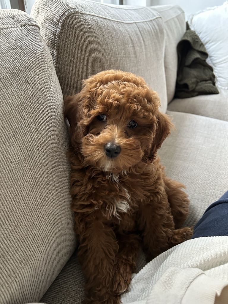 Dog Pet Photo
