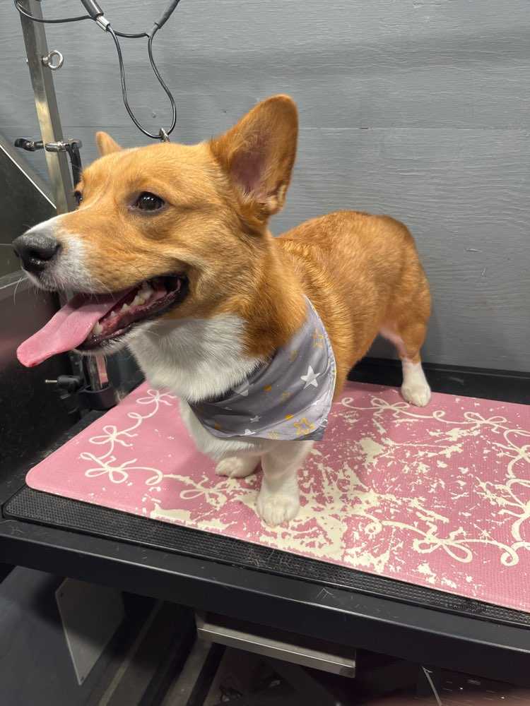 Louie