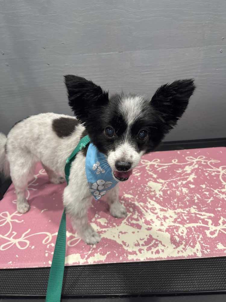 Gizmo