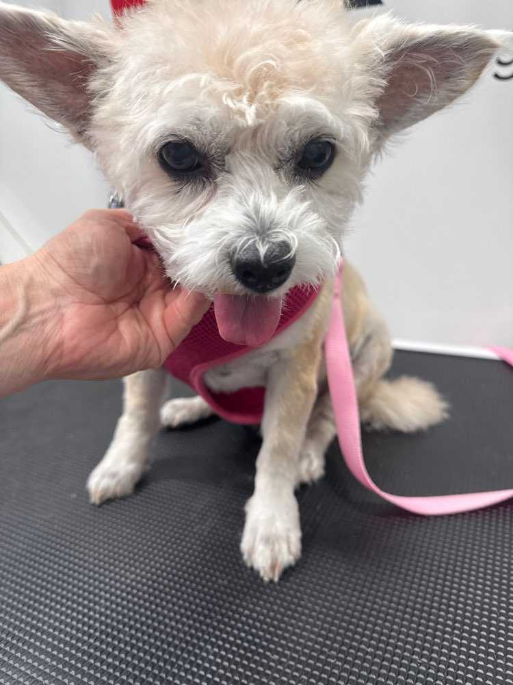 Millie