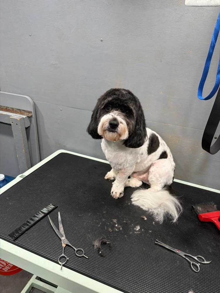 Pet
