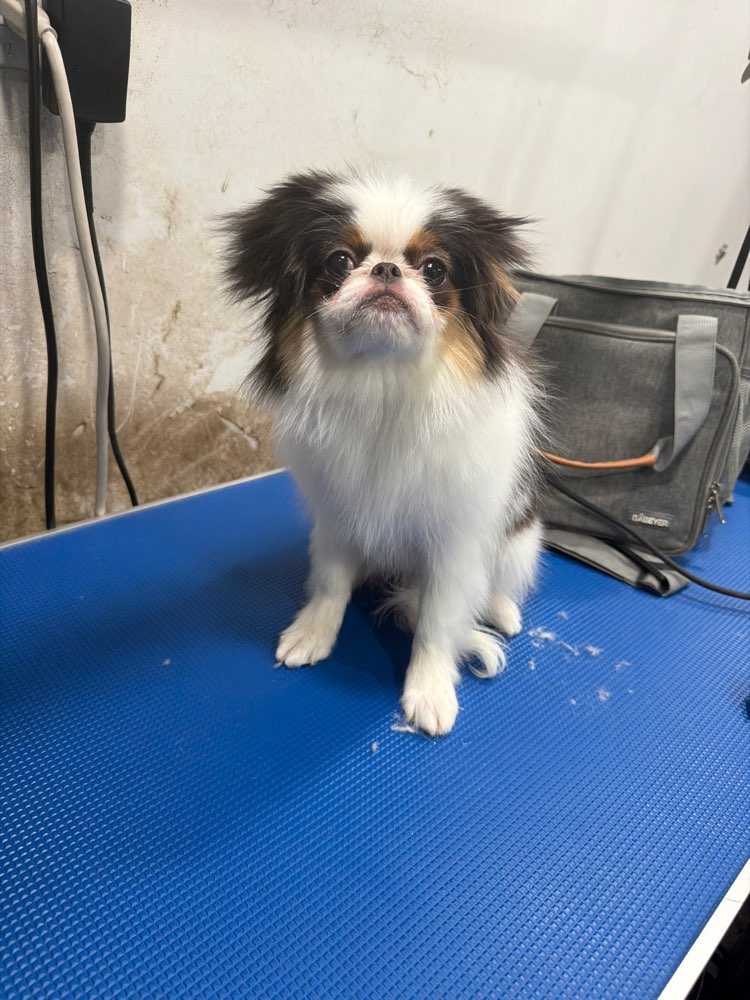 Pet