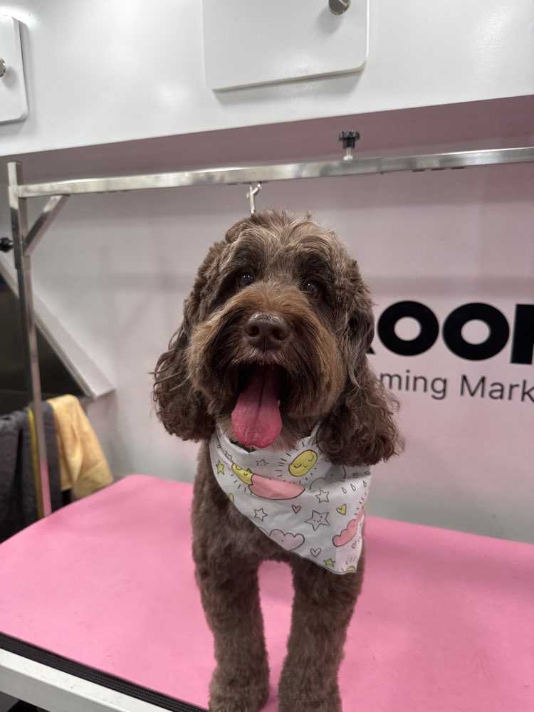 Dog Pet Photo