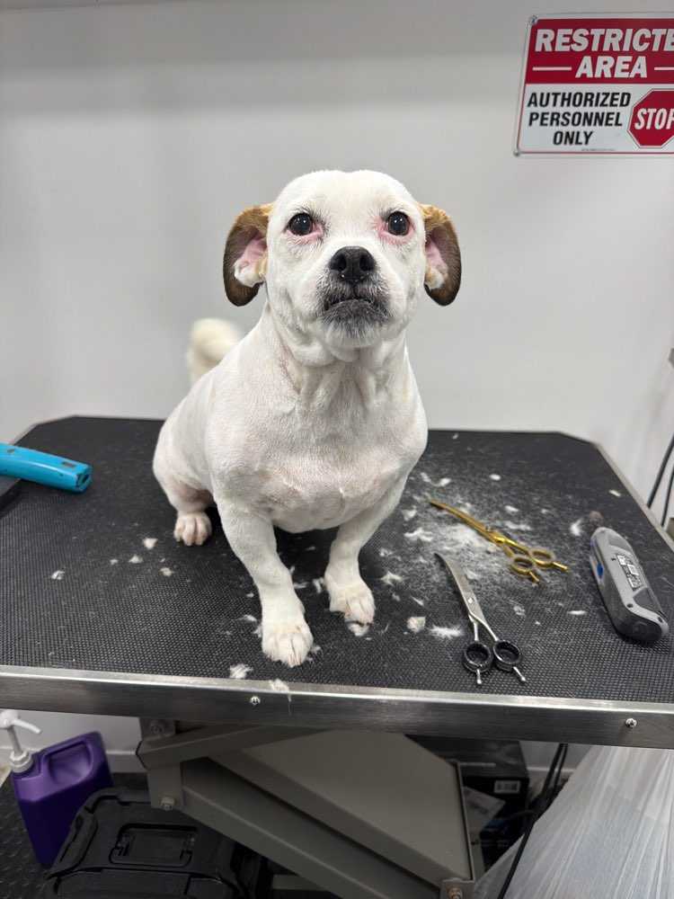 Dog Pet Photo