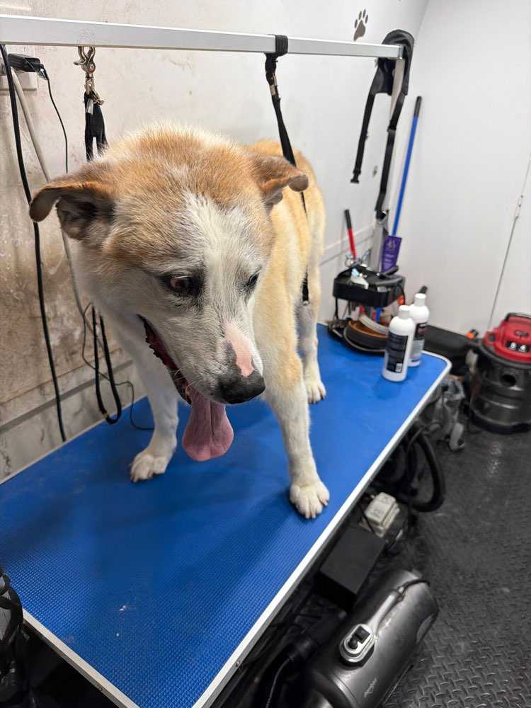Pet