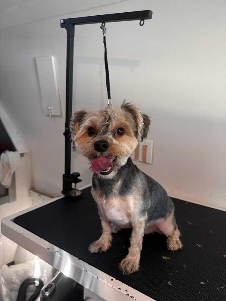 Teddy