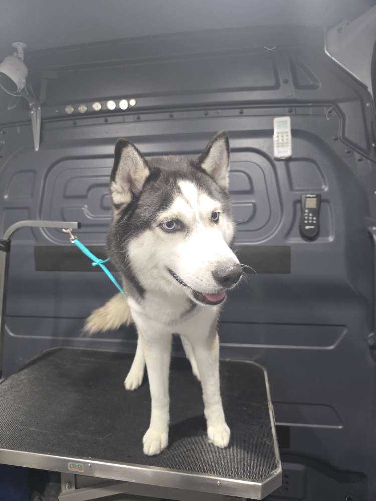 Apollo
