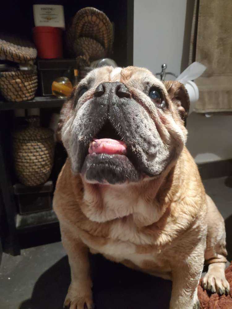 Dog Pet Photo