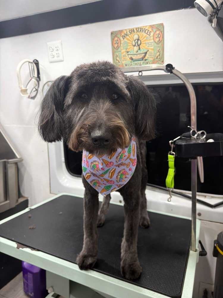 Dog Pet Photo