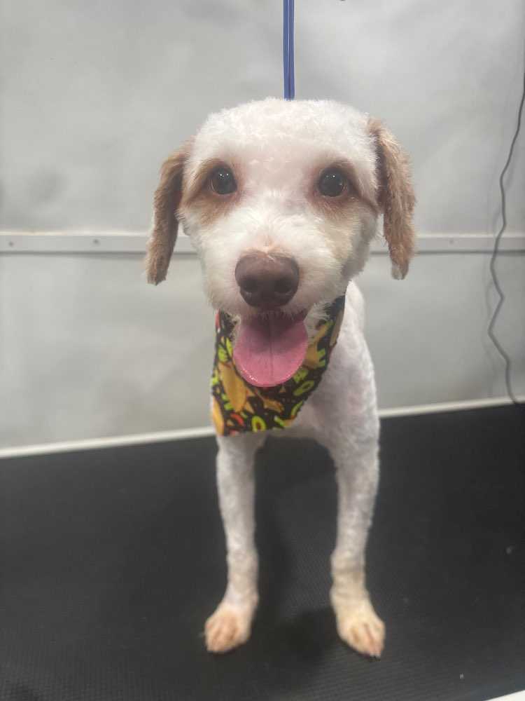 Dog Pet Photo