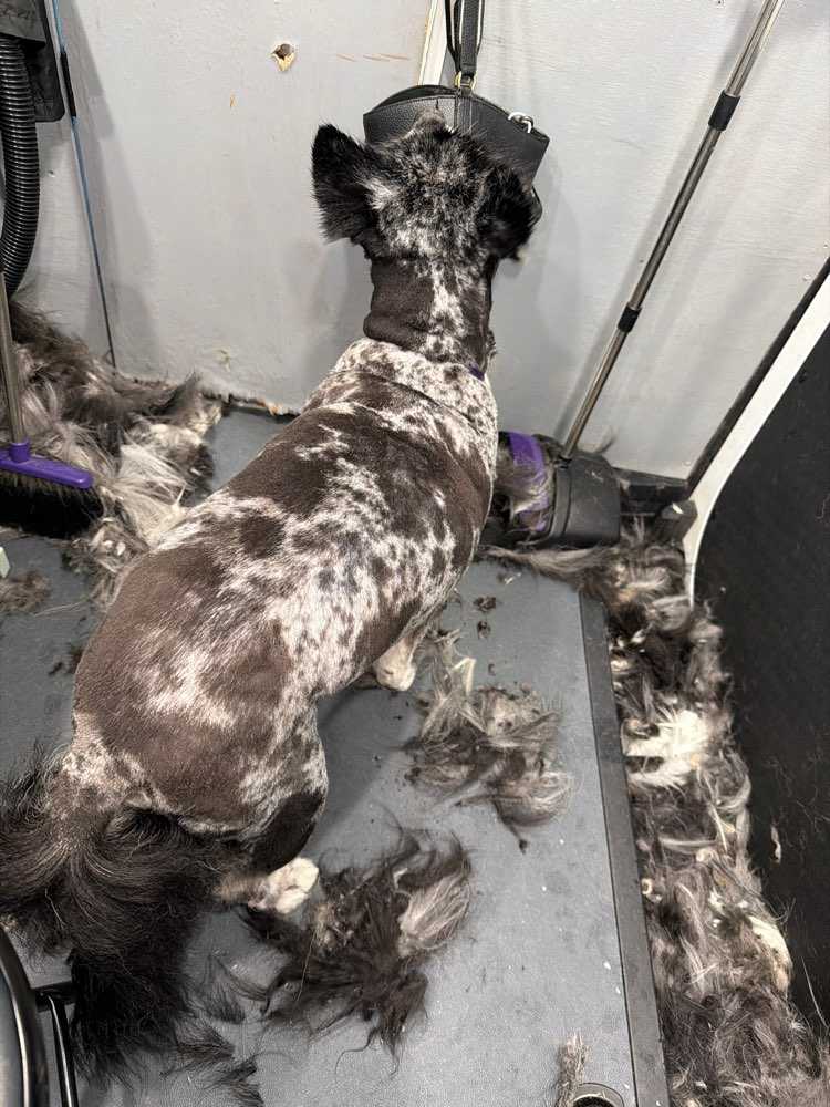 Pet