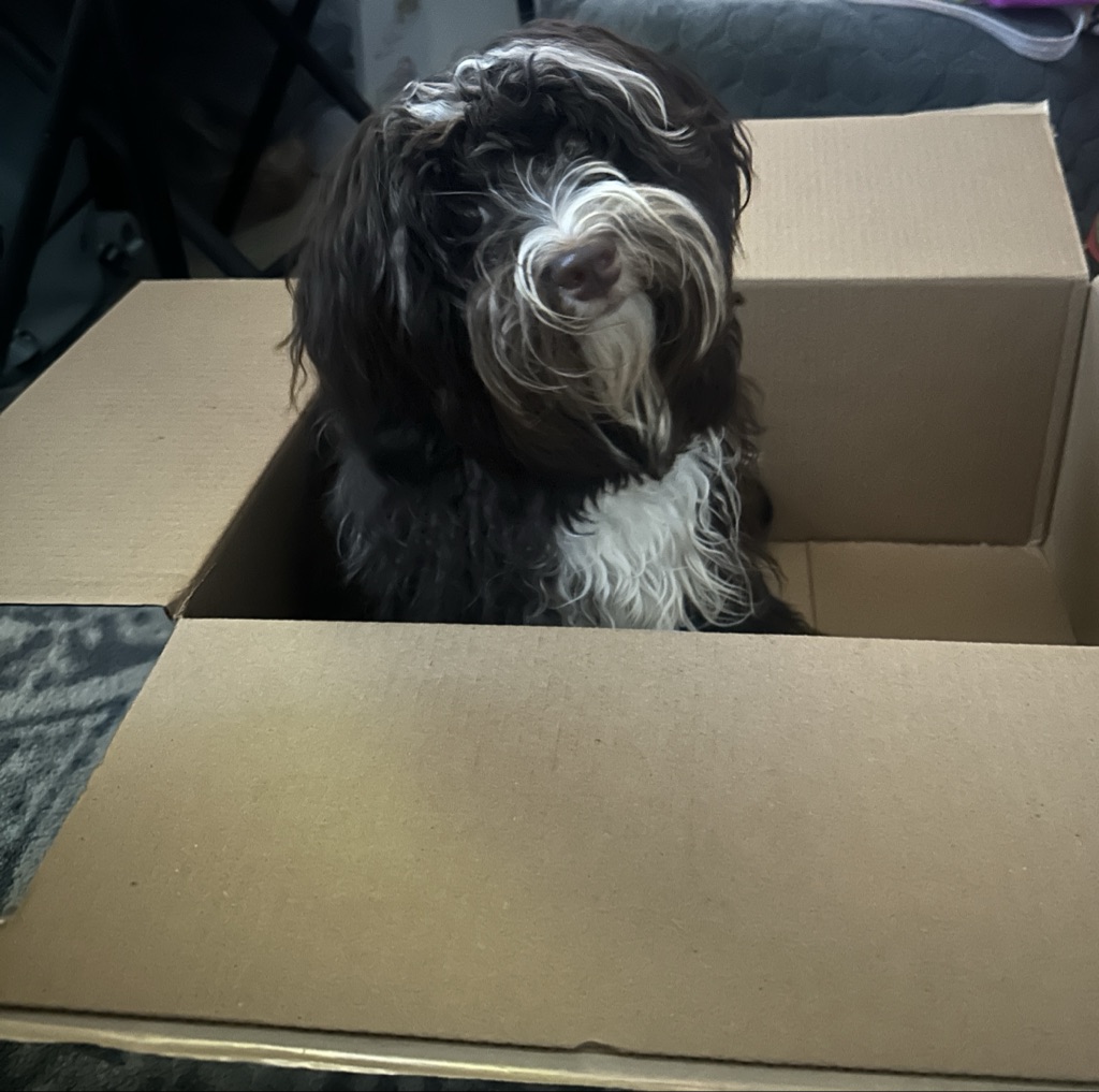 Dog Pet Photo