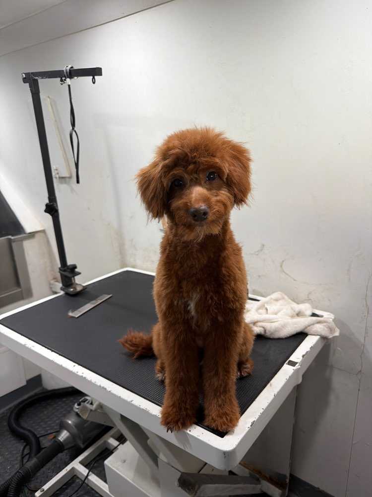 Pet