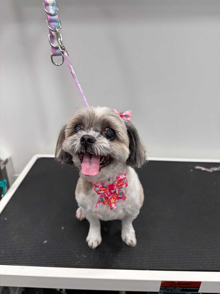 Pet