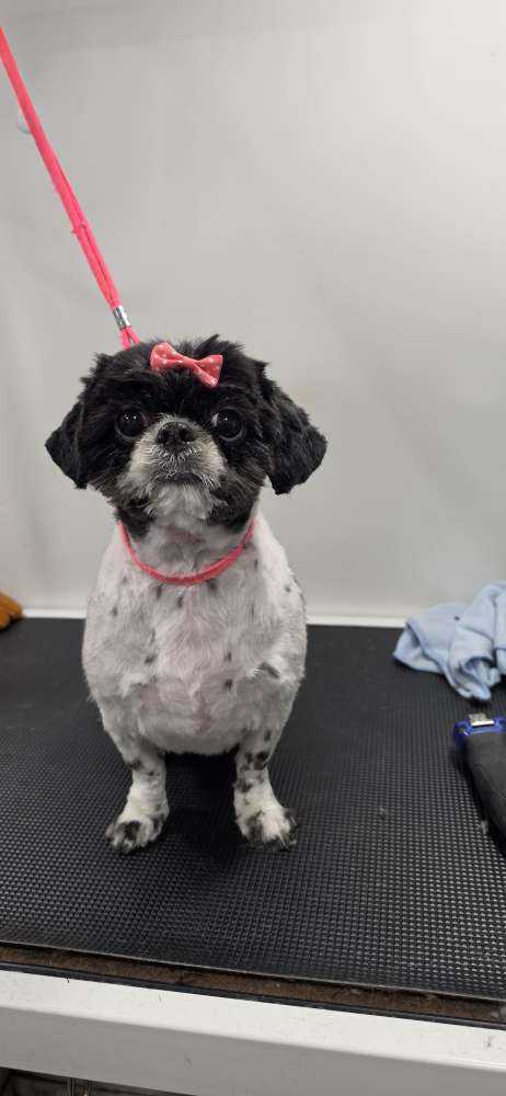 Dog Pet Photo