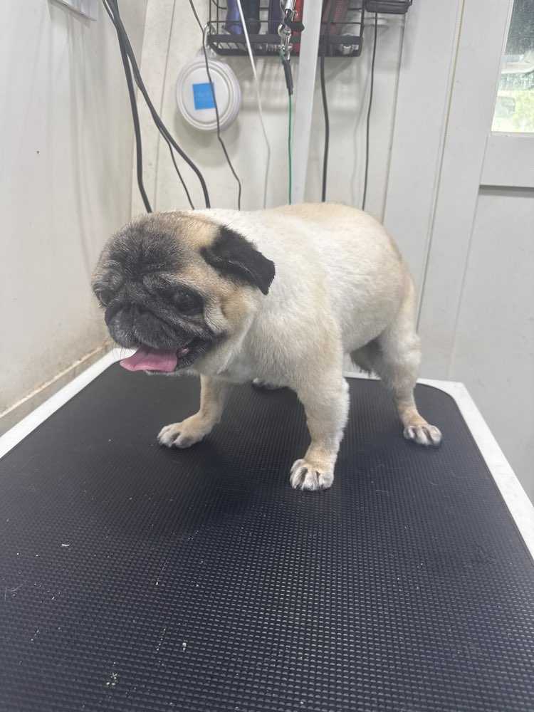 Pet