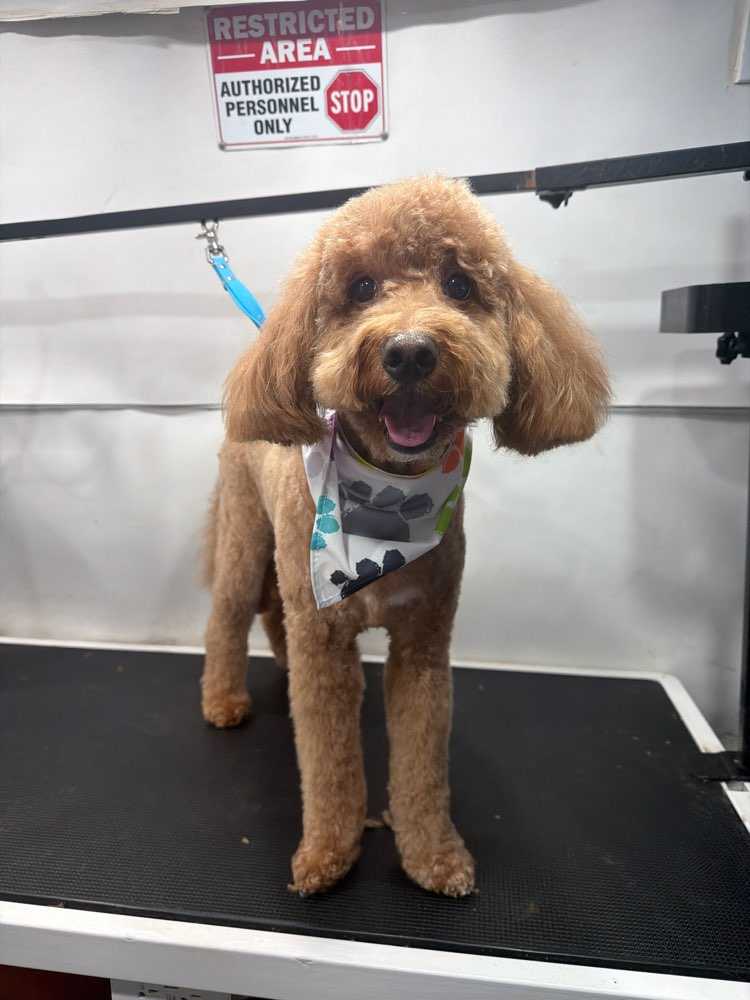 Dog Pet Photo