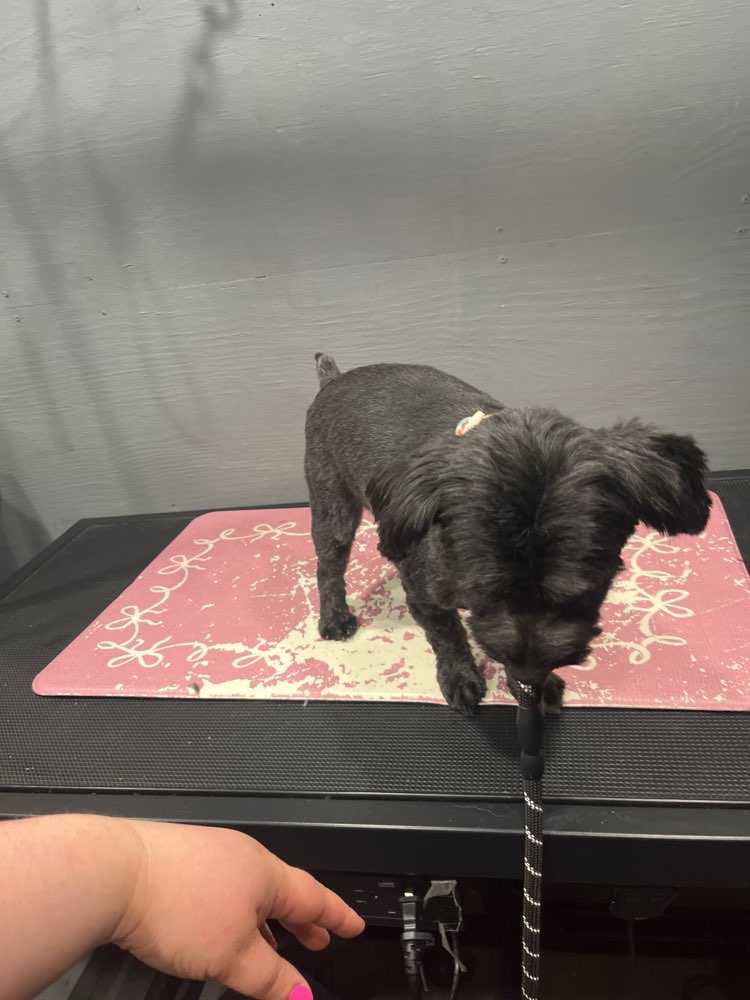 Fr Morkie
