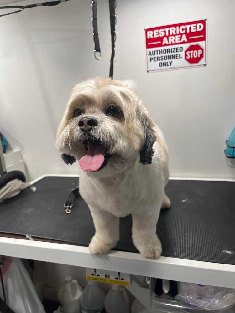 Dog Pet Photo