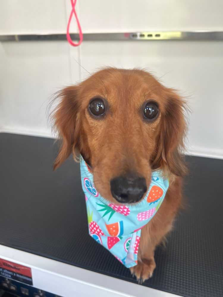 Frankie