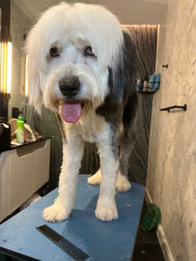 Dog Pet Photo