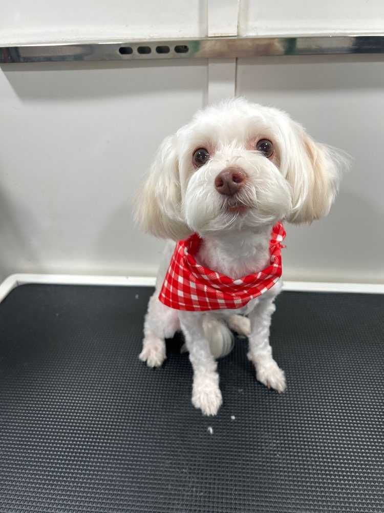 Dog Pet Photo