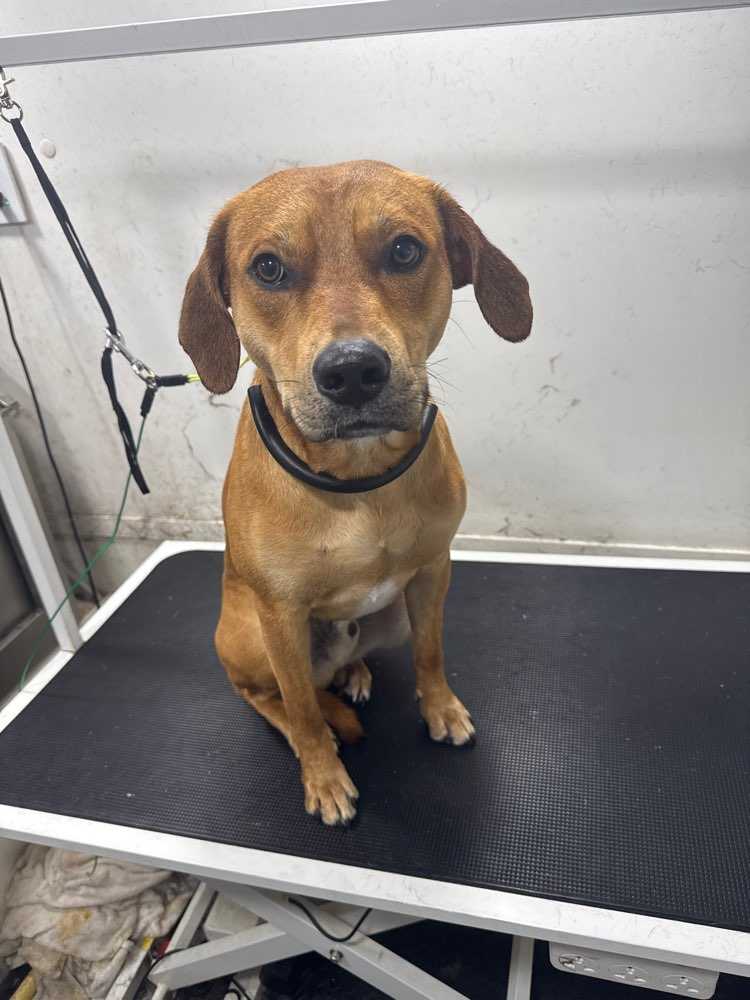 Dog Pet Photo
