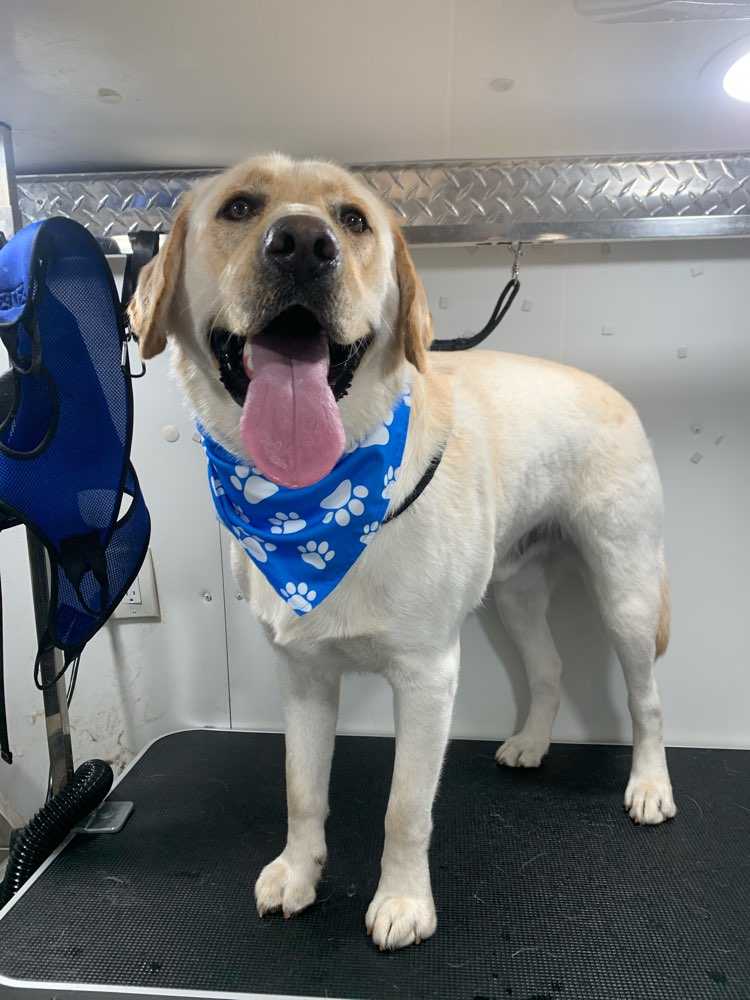 Arlo