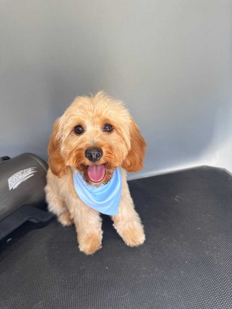 Dog Pet Photo