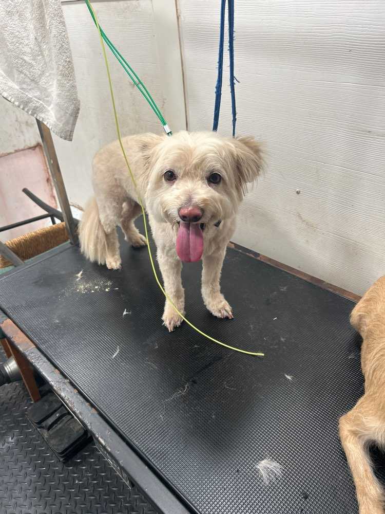 Dog Pet Photo
