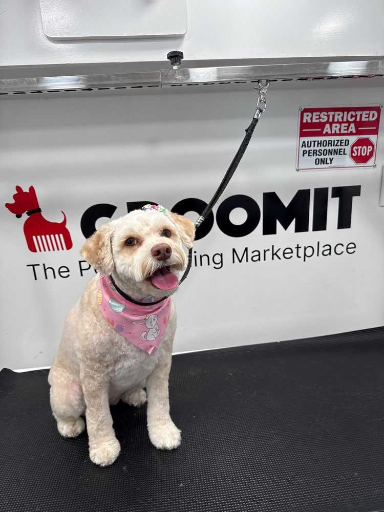 Dog Pet Photo