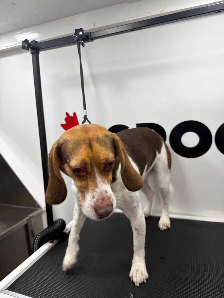 Dog Pet Photo